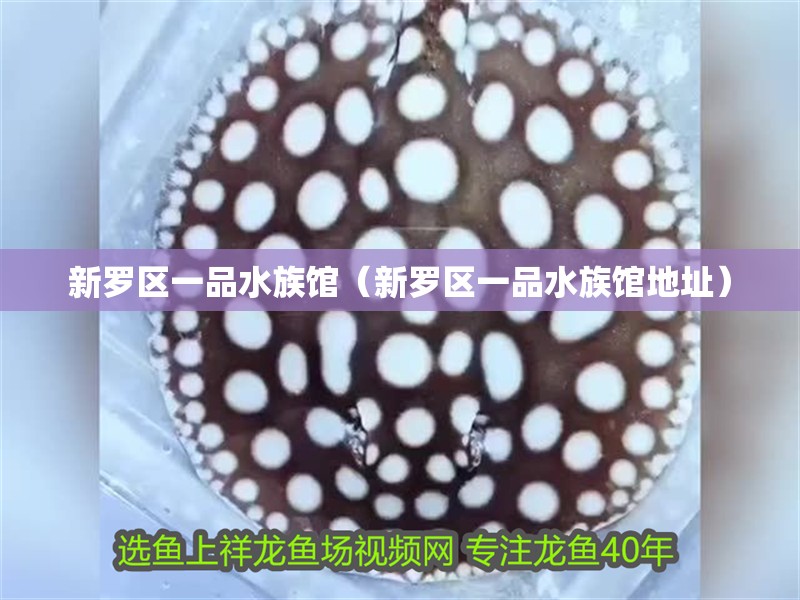 新羅區一品水族館（新羅區一品水族館地址）