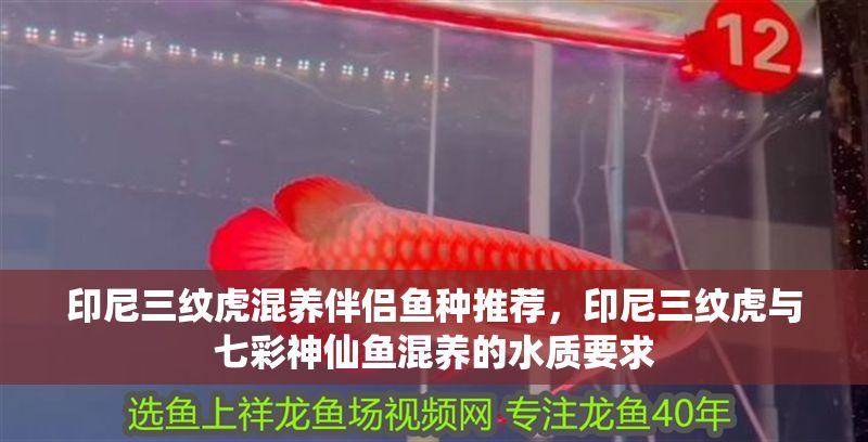 印尼三紋虎混養伴侶魚種推薦，印尼三紋虎與七彩神仙魚混養的水質要求