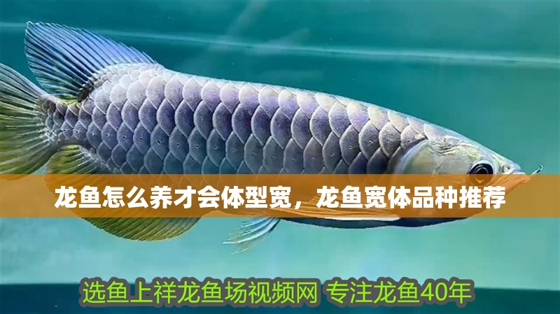 龍魚怎么養才會體型寬，龍魚寬體品種推薦