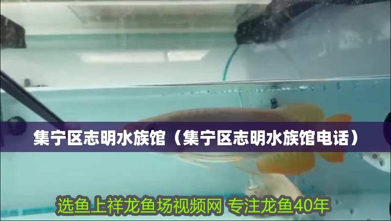 集寧區志明水族館（集寧區志明水族館電話）