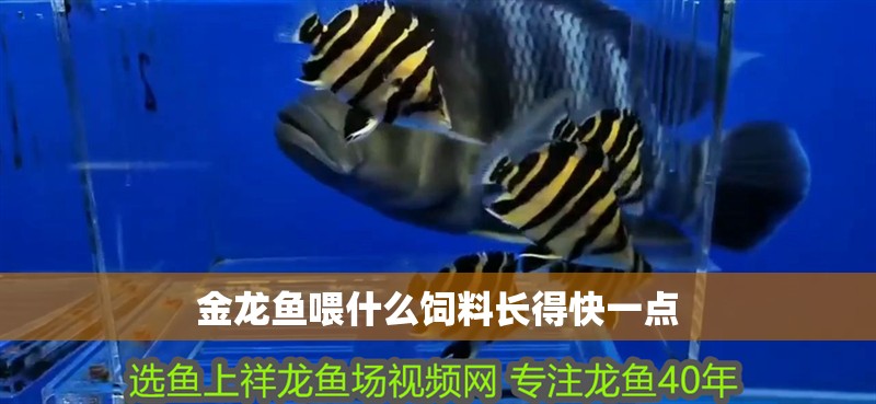 金龍魚喂什么飼料長(zhǎng)得快一點(diǎn)