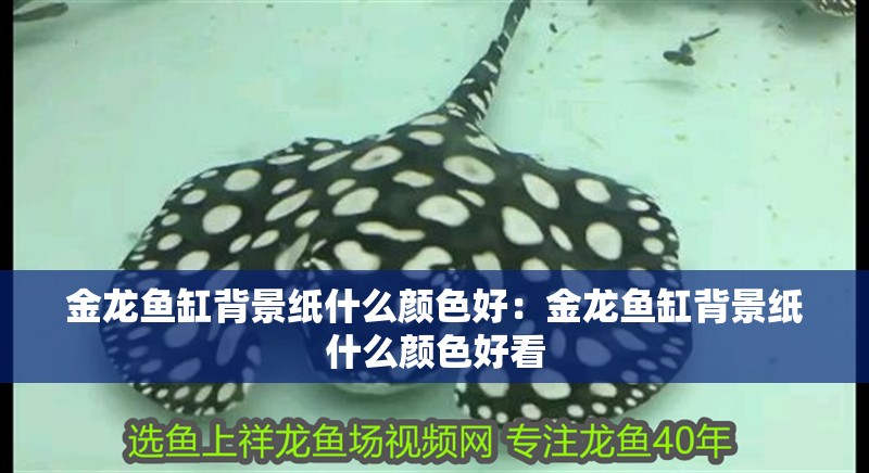 金龍魚缸背景紙什么顏色好：金龍魚缸背景紙什么顏色好看