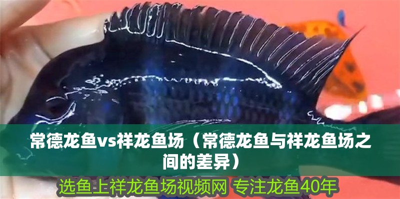常德龍魚vs祥龍魚場(chǎng)（常德龍魚與祥龍魚場(chǎng)之間的差異）