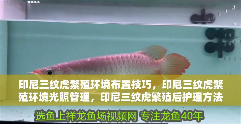 印尼三紋虎繁殖環境布置技巧，印尼三紋虎繁殖環境光照管理，印尼三紋虎繁殖后護理方法