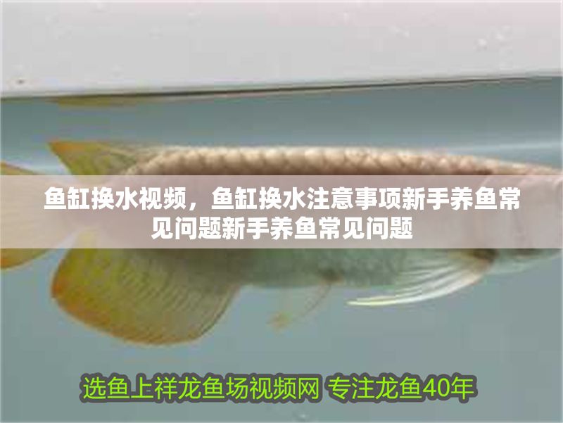 魚缸換水視頻，魚缸換水注意事項新手養(yǎng)魚常見問題新手養(yǎng)魚常見問題
