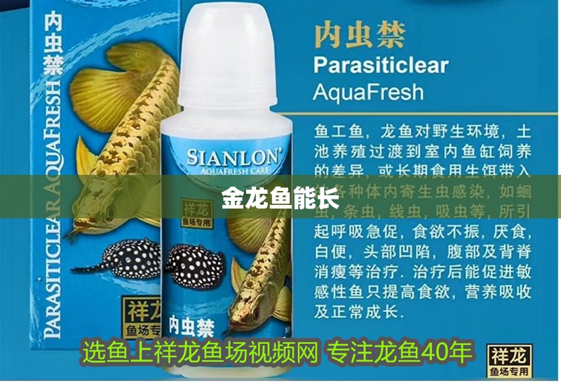 金龍魚能長