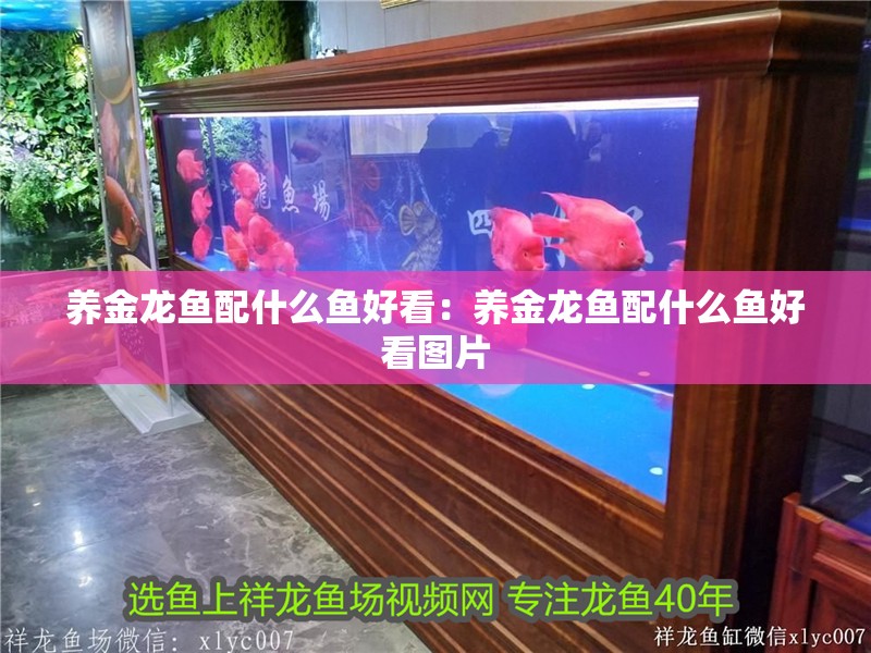 養金龍魚配什么魚好看：養金龍魚配什么魚好看圖片 養金龍魚配什么魚好看：養金龍魚配什么魚好看圖片 水族問答