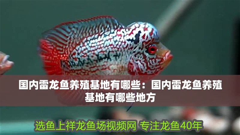 國內雷龍魚養殖基地有哪些：國內雷龍魚養殖基地有哪些地方