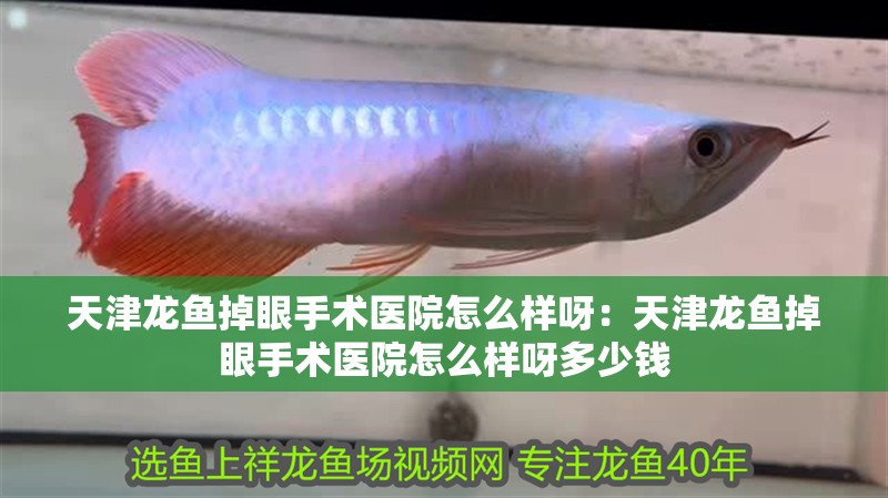 天津龍魚掉眼手術醫院怎么樣呀：天津龍魚掉眼手術醫院怎么樣呀多少錢