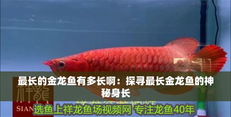 最長的金龍魚有多長啊：探尋最長金龍魚的神秘身長
