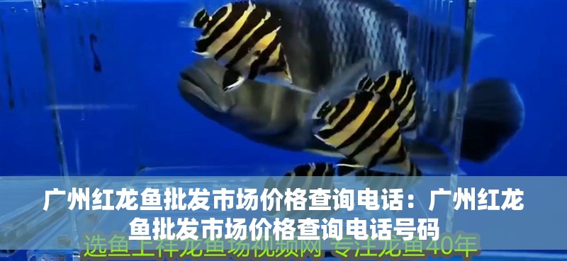 廣州紅龍魚批發市場價格查詢電話：廣州紅龍魚批發市場價格查詢電話號碼