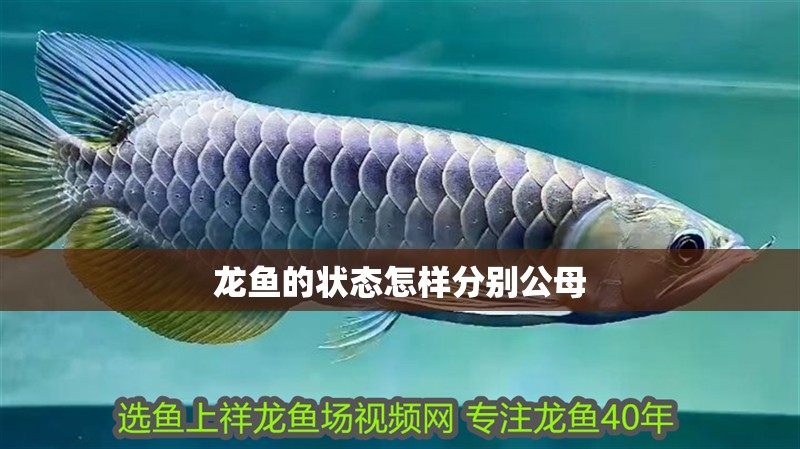 龍魚的狀態怎樣分別公母