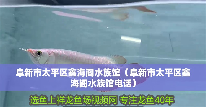 阜新市太平區鑫海閣水族館（阜新市太平區鑫海閣水族館電話） 阜新市太平區鑫海閣水族館（阜新市太平區鑫海閣水族館電話） 全國水族館企業名錄 第1張