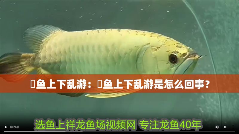 魟魚上下亂游：魟魚上下亂游是怎么回事？ 魟魚上下亂游：魟魚上下亂游是怎么回事？ 魟魚百科 第2張