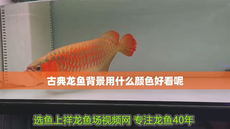 古典龍魚背景用什么顏色好看呢