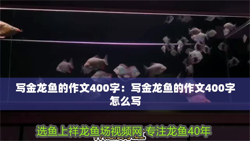 寫金龍魚的作文400字：寫金龍魚的作文400字怎么寫