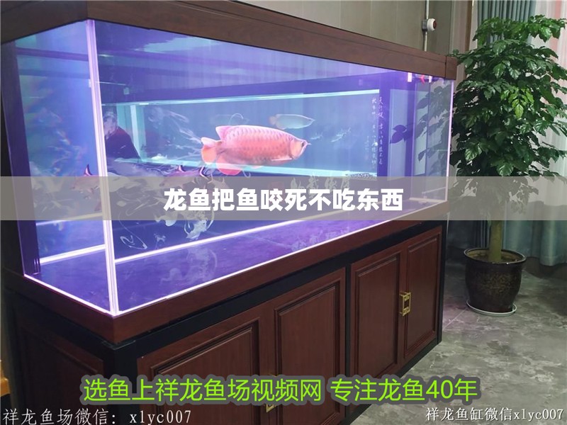龍魚把魚咬死不吃東西