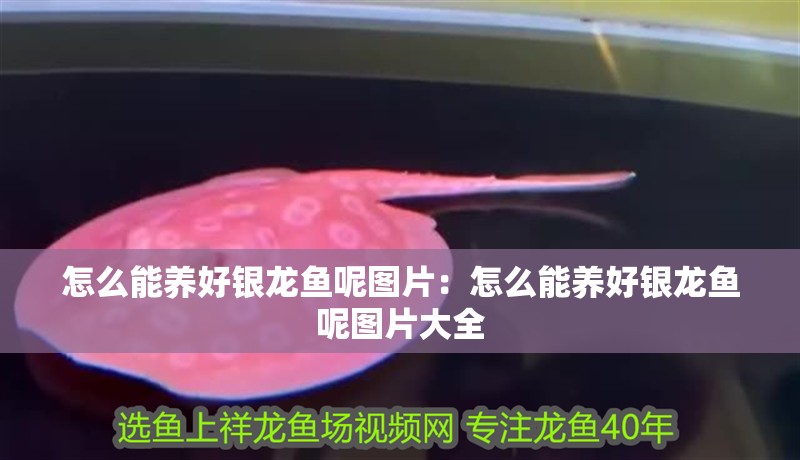 怎么能養好銀龍魚呢圖片：怎么能養好銀龍魚呢圖片大全 怎么能養好銀龍魚呢圖片：怎么能養好銀龍魚呢圖片大全 水族問答