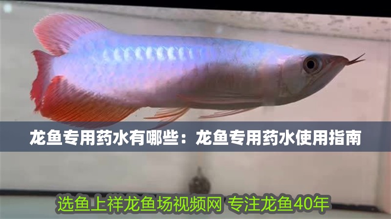 龍魚專用藥水有哪些：龍魚專用藥水使用指南
