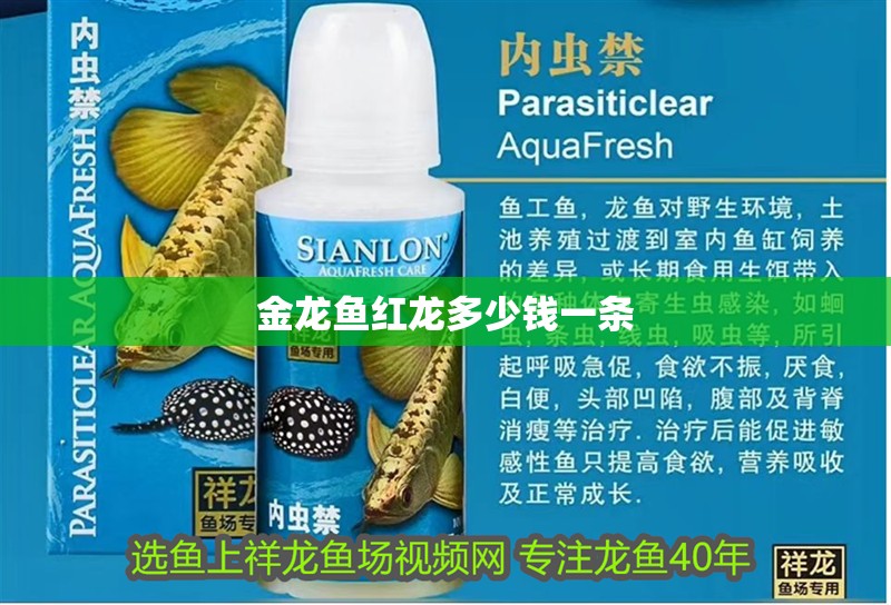金龍魚紅龍多少錢一條