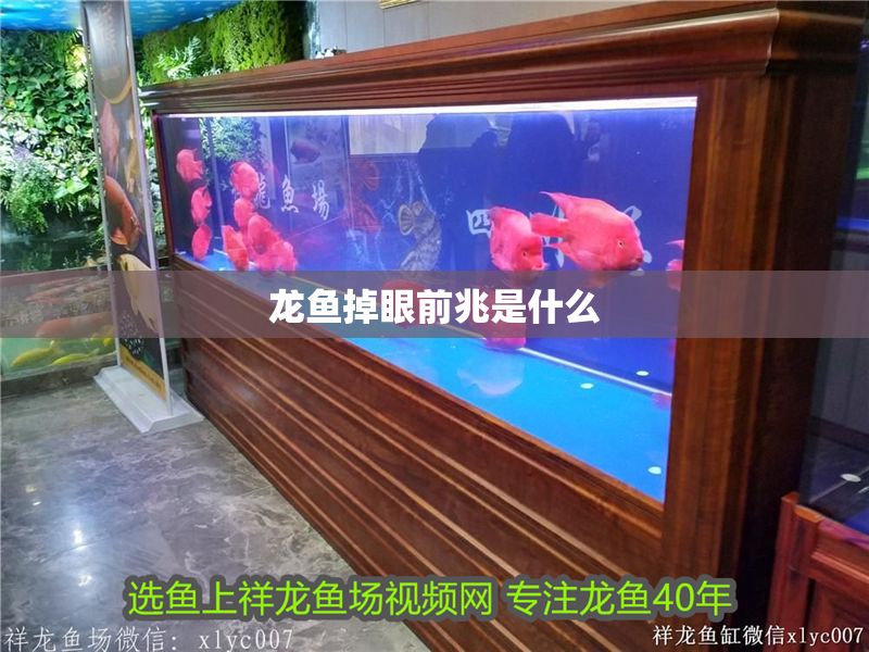 龍魚掉眼前兆是什么