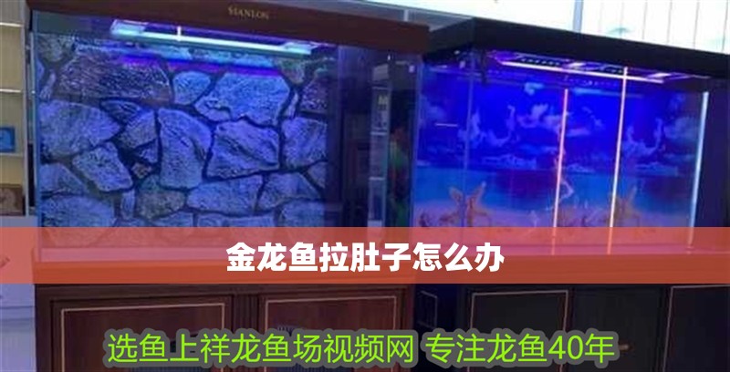 金龍魚拉肚子怎么辦 龍魚百科 第2張 金龍魚拉肚子怎么辦 金龍魚拉肚子怎么辦 龍魚百科 第2張