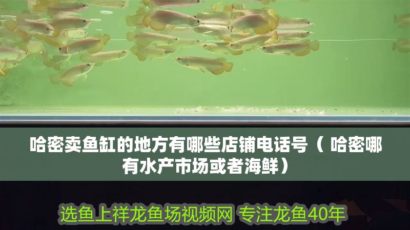 哈密賣魚缸的地方有哪些店鋪電話號(hào)（ 哈密哪有水產(chǎn)市場或者海鮮）