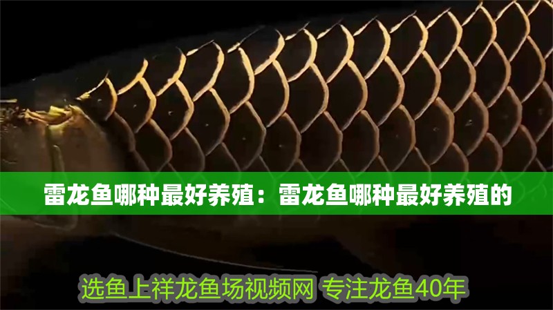 雷龍魚哪種最好養(yǎng)殖：雷龍魚哪種最好養(yǎng)殖的