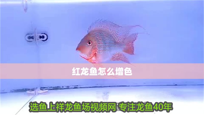 紅龍魚怎么增色