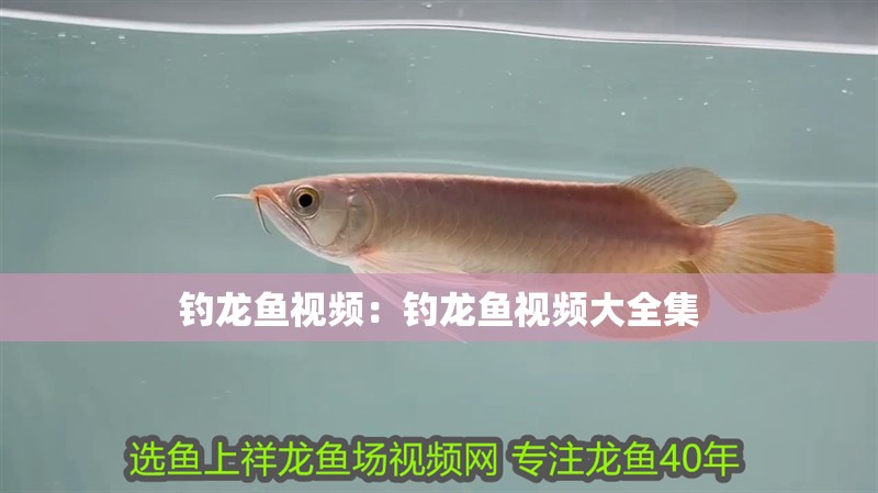 釣龍魚視頻：釣龍魚視頻大全集