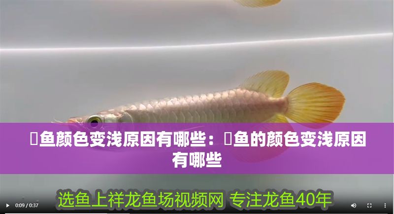 魟魚顏色變淺原因有哪些：魟魚的顏色變淺原因有哪些