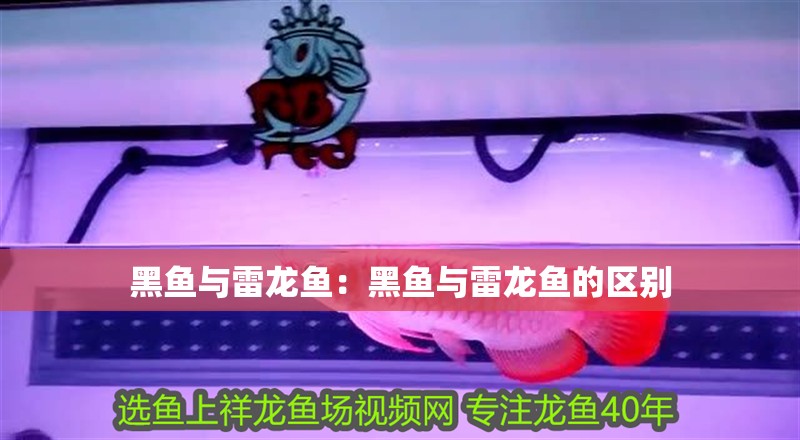 黑魚與雷龍魚:黑魚與雷龍魚的區(qū)別 水族問答 黑魚與雷龍魚:黑魚與雷龍魚的區(qū)別 黑魚與雷龍魚:黑魚與雷龍魚的區(qū)別 水族問答