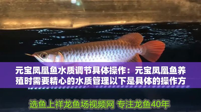 元寶鳳凰魚水質調節具體操作：元寶鳳凰魚養殖時需要精心的水質管理以下是具體的操作方法