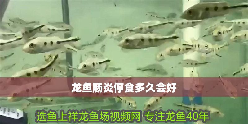 龍魚腸炎停食多久會好 龍魚腸炎停食多久會好 龍魚百科 第2張