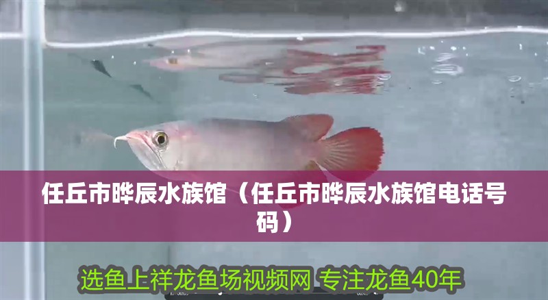 任丘市曄辰水族館(任丘市曄辰水族館電話號碼) 全國水族館企業(yè)名錄 第1張 任丘市曄辰水族館(任丘市曄辰水族館電話號碼) 任丘市曄辰水族館(任丘市曄辰水族館電話號碼) 全國水族館企業(yè)名錄 第1張