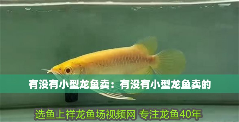 有沒有小型龍魚賣:有沒有小型龍魚賣的 水族問答 有沒有小型龍魚賣:有沒有小型龍魚賣的 有沒有小型龍魚賣:有沒有小型龍魚賣的 水族問答