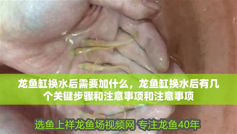 龍魚缸換水后需要加什么，龍魚缸換水后有幾個關鍵步驟和注意事項和注意事項