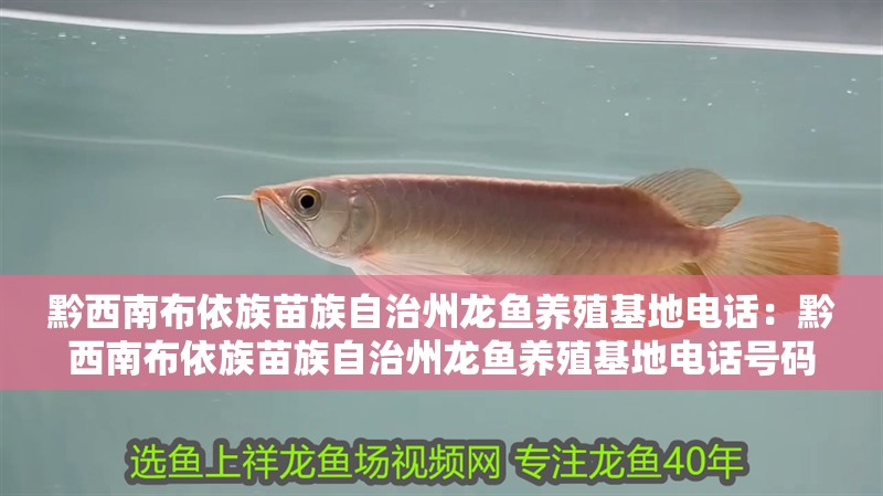 黔西南布依族苗族自治州龍魚養殖基地電話:黔西南布依族苗族自治州龍魚養殖基地電話號碼 水族問答 黔西南布依族苗族自治州龍魚養殖基地電話:黔西南布依族苗族自治州龍魚養殖基地電話號碼 黔西南布依族苗族自治州龍魚養殖基地電話:黔西南布依族苗族自治州龍魚養殖基地電話號碼 水族問答