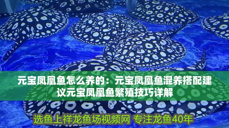 元寶鳳凰魚怎么養的：元寶鳳凰魚混養搭配建議元寶鳳凰魚繁殖技巧詳解