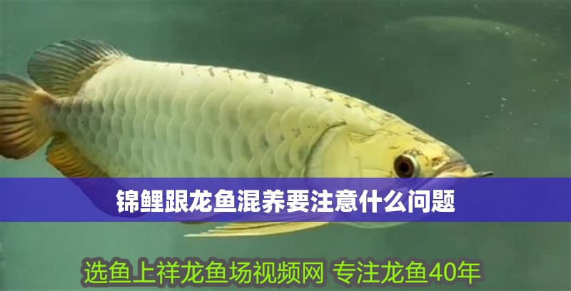錦鯉跟龍魚混養要注意什么問題