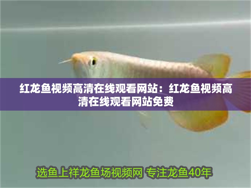 紅龍魚視頻高清在線觀看網(wǎng)站：紅龍魚視頻高清在線觀看網(wǎng)站免費