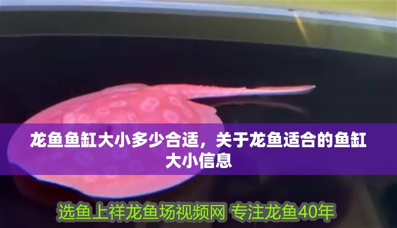 龍魚魚缸大小多少合適,關于龍魚適合的魚缸大小信息 魚缸百科 第2張 龍魚魚缸大小多少合適,關于龍魚適合的魚缸大小信息 龍魚魚缸大小多少合適,關于龍魚適合的魚缸大小信息 魚缸百科 第2張