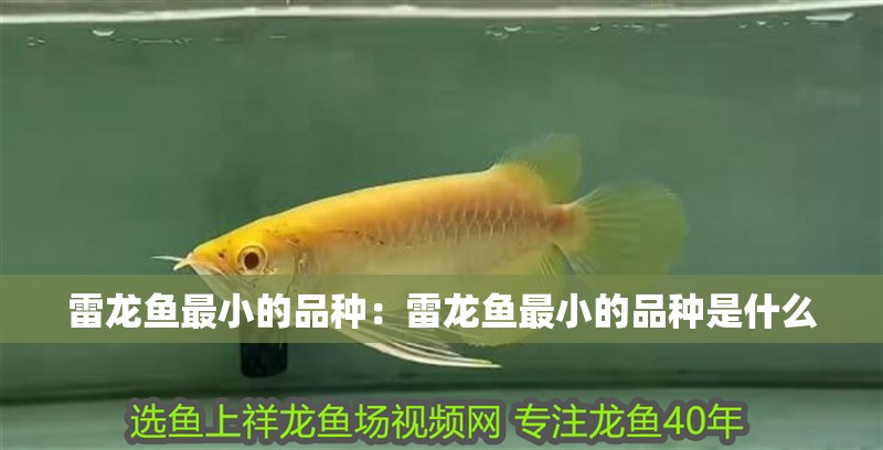 雷龍魚(yú)最小的品種：雷龍魚(yú)最小的品種是什么