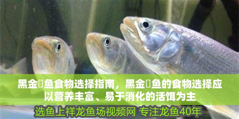 黑金魟魚食物選擇指南，黑金魟魚的食物選擇應以營養豐富、易于消化的活餌為主