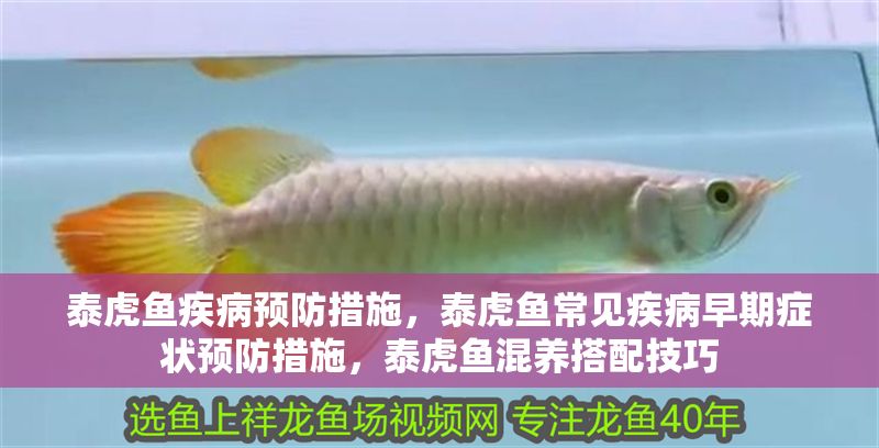 泰虎魚疾病預防措施，泰虎魚常見疾病早期癥狀預防措施，泰虎魚混養(yǎng)搭配技巧 泰虎魚疾病預防措施，泰虎魚常見疾病早期癥狀預防措施，泰虎魚混養(yǎng)搭配技巧 虎魚百科 第1張