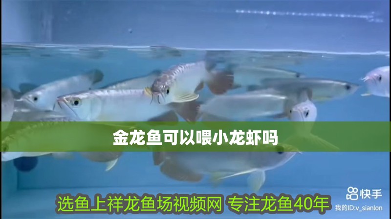 金龍魚可以喂小龍蝦嗎