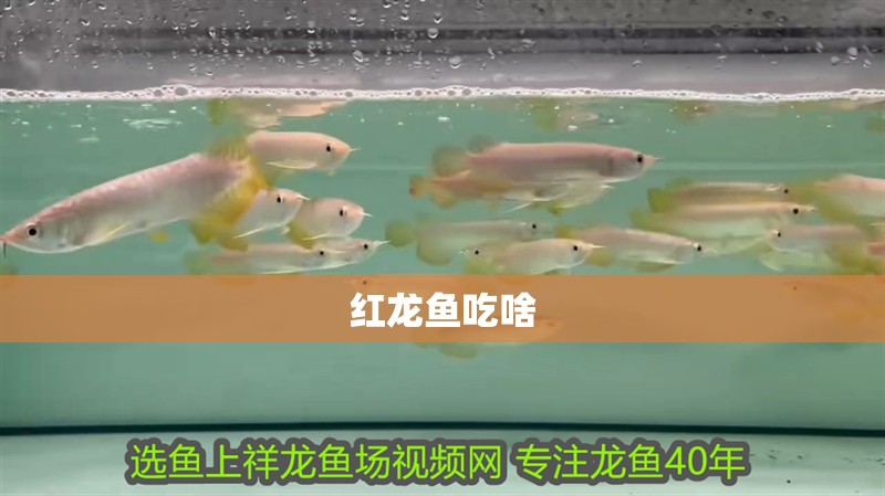 紅龍魚吃啥