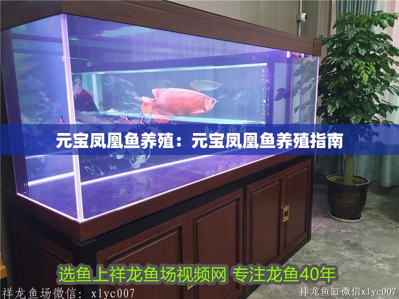 元寶鳳凰魚養殖：元寶鳳凰魚養殖指南