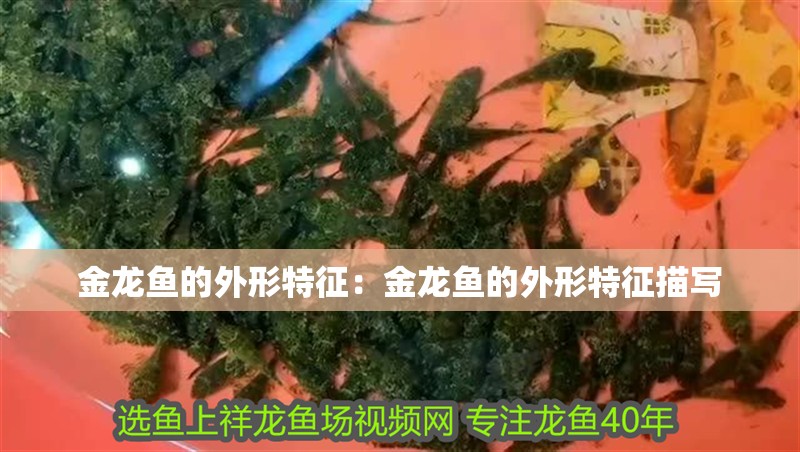 金龍魚的外形特征：金龍魚的外形特征描寫
