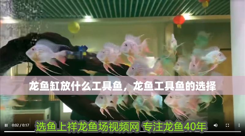 龍魚缸放什么工具魚，龍魚工具魚的選擇